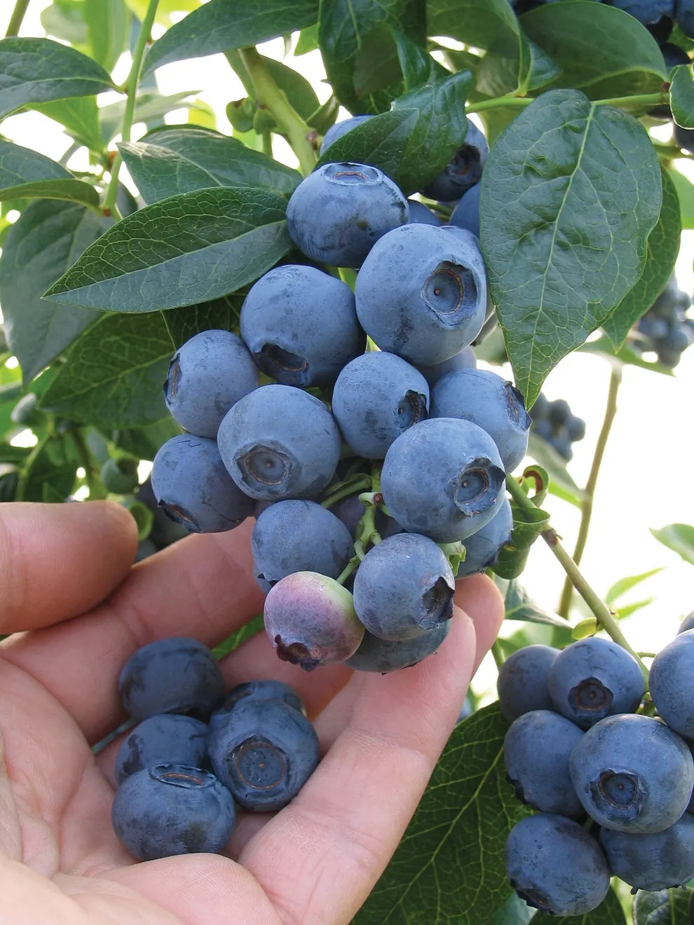 Blueberry, Gallon-Fresh Start Growers Supply