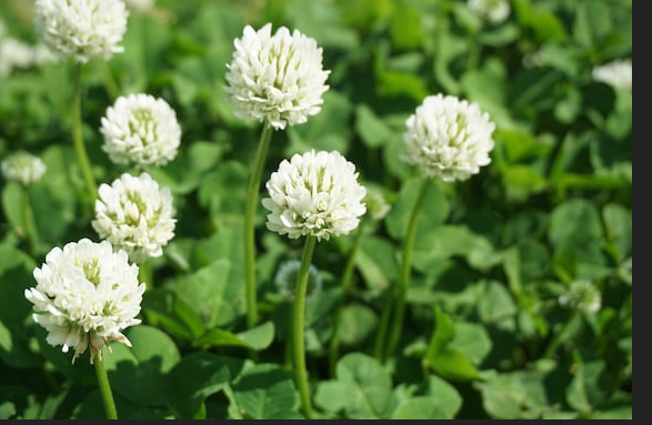 planting white dutch clover seed Dutch White Clover Seeds