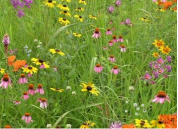 1st state seed & garden supply Honey Bee Specialty Mix