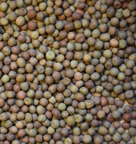 Austrian Winter Peas, OG