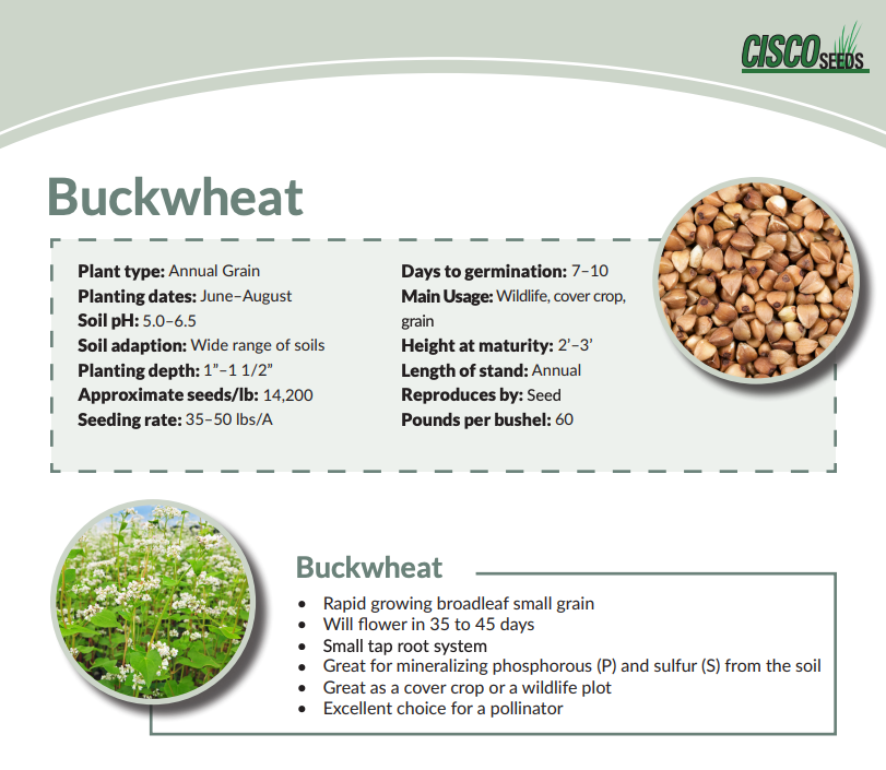 Buckwheat 50 lbs.-Fresh Start Growers Supply