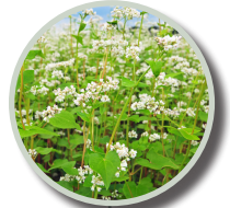 Buckwheat 50 lbs.-Fresh Start Growers Supply