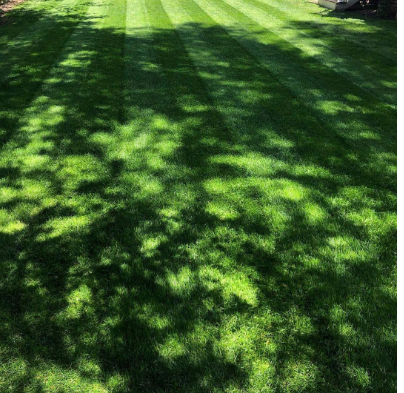 Triple Crown Fescue, Shady, 1#-Fresh Start Growers Supply