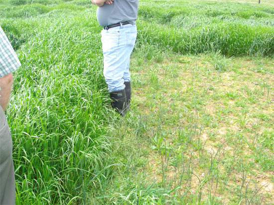 Bruiser Annual Rye, 50 lb-Fresh Start Growers Supply