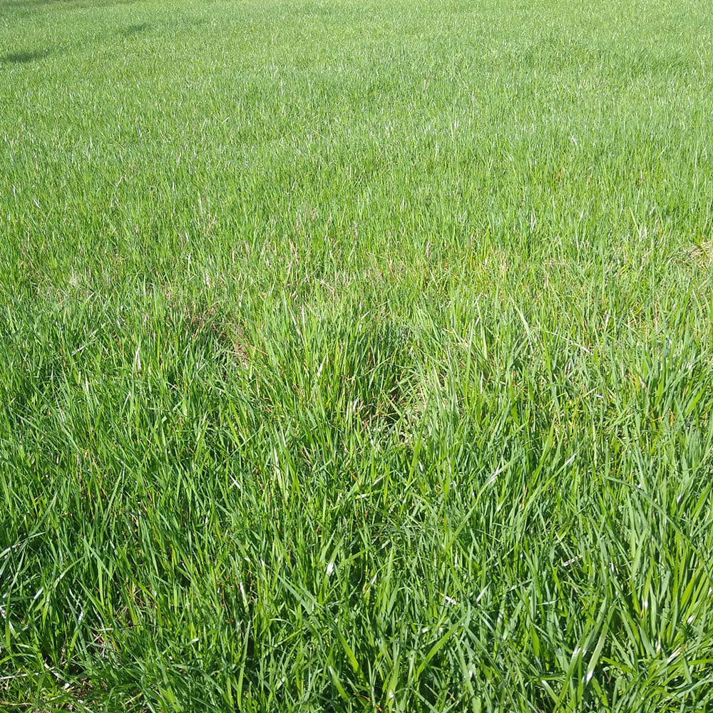 Annual Rye Grass, 1-50#
