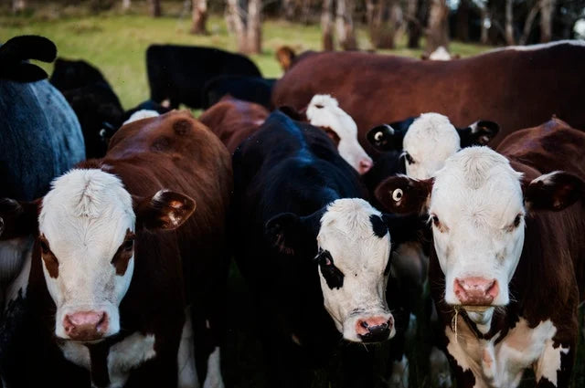 Cattle Choice, 40#-Fresh Start Growers Supply