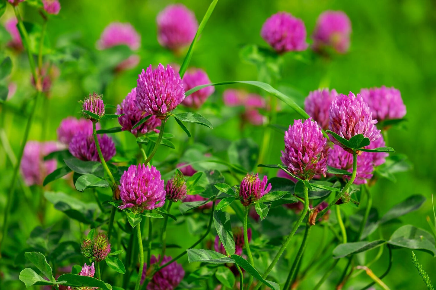 Crimson Clover, 50 lb