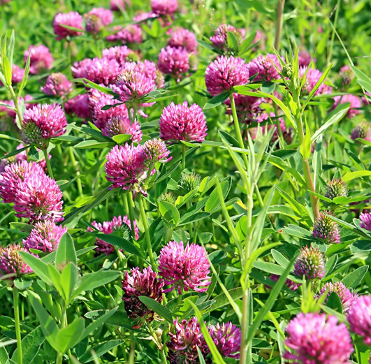 Medium Red Clover, 1#
