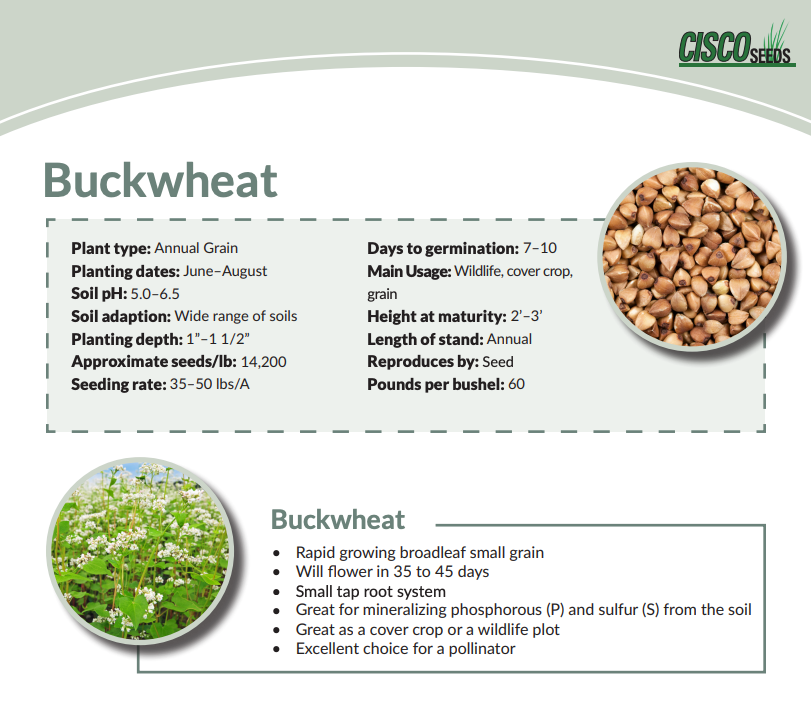 Buckwheat 50 lbs.