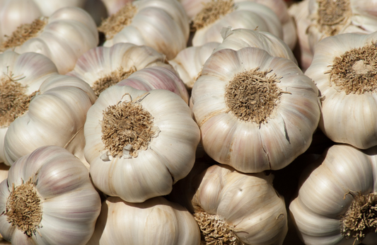 Garlic-1#, Music Variety, Organic