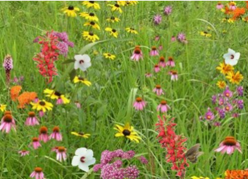 Southern Pollinator Mix | Native Wildflowers & Grasses – Fresh Start ...