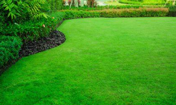 Triple Crown Fescue, Shady, 5#