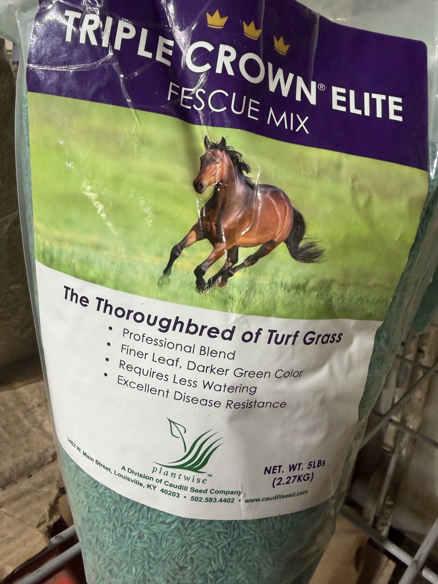 Triple Crown Fescue, Sunny, 5#