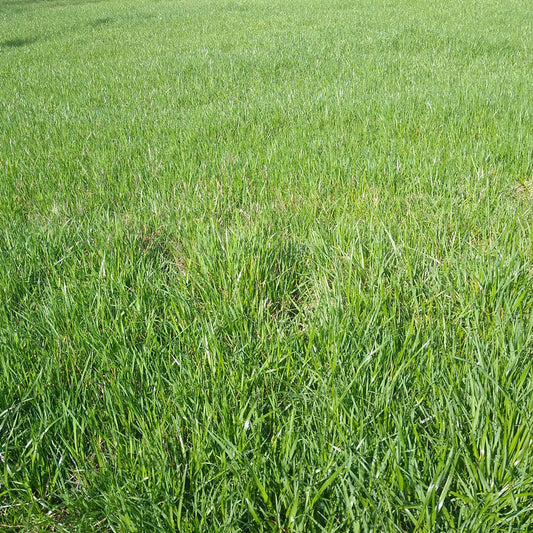 Annual Rye Grass, 1-50#