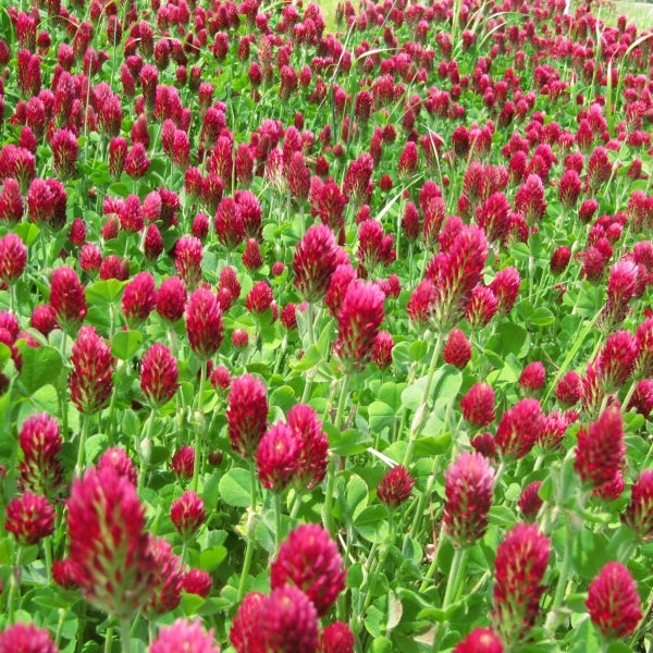 Crimson Clover, 50 lb. coated